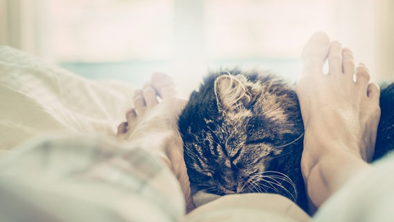 Zu sehen ist eine Katze, die sich im Bett an die Füße eines Mannes schmiegt. © VICUSCHKA / photocase.de Foto: VICUSCHKA