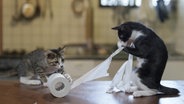 Ein kurioses Foto von einem Haustier: Zwei Katzen spielen mit einer Toilettenpapierrolle. © Atsuyuki Ohshima / Comedy Pets Foto: Atsuyuki Ohshima