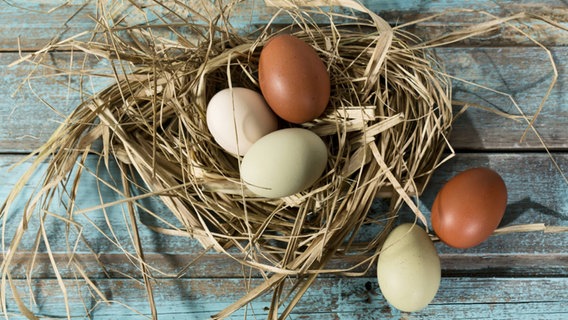 Zu sehen ist ein Nest mit verschiedenfarbigen Eiern. © imago / CHROMORANGE 