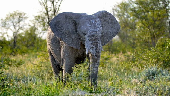 Ein Elefant in Namibia. © picture alliance / zb Foto:  Matthias Tödt