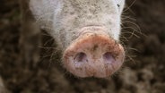 Die Nase eines Schweins in Nahaufnahme. © picture-alliance/chromorange Foto: Maria Reichenauer