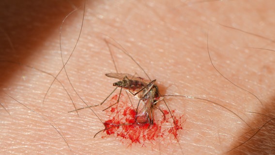 Tote Stechmücke nach einem Stich auf der Haut eines Menschen. © picture alliance/Patrick Pleul/dpa-Zentralbild/dpa Foto: Patrick Pleul
