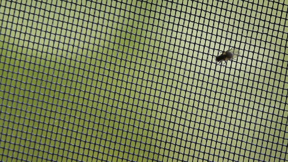 Eine Fliege sitzt an einem Insektenschutznetz. © picture alliance / dpa Themendienst Foto: Karl-Josef Hildenbrand