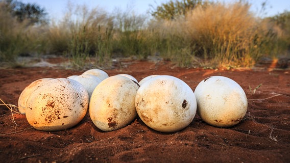 Zu sehen ist ein Nest mit Straußeneier im roten Sand. © imago / imagebroker 