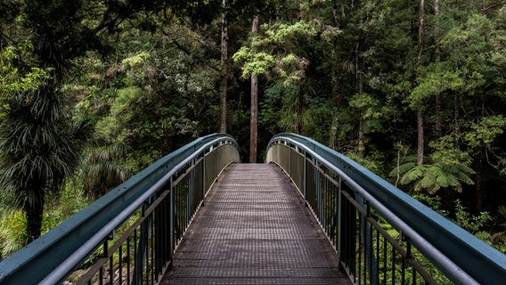 Eine Brücke, die in den Urwald führt. © http://creativecommons.org/publicdomain/zero/1.0/ Foto: Tim Swaan