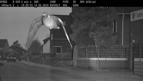 Das Bild zeigt eine Taube, die mit 45 Stundenkilometern von einem Blitzer in einer 30-Zone geblitzt wurde. © Stadt Bocholt / dpa-Bildfunk Foto: Stadt Bocholt