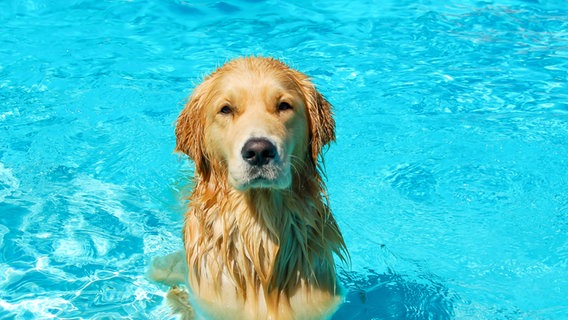 Ein Hund taucht aus dem Wasser auf. © resimone / photocase.de Foto: resimone