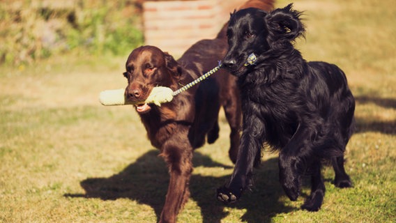 Zwei Hunde tragen ein Spielzeug im Maul. © trojana1712 / photocase.de Foto: trojana1712