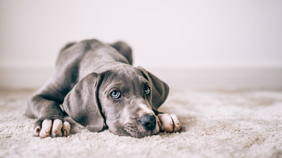 Ein grauer Hund liegt auf dem Teppich und guckt treu nach oben. © tobid / photocase.de Foto: tobid