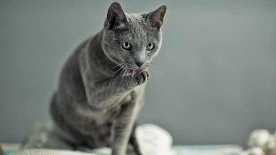 Zu sehen ist eine silbergraue Katze, die sich die Pfote leckt. © nailiaschwarz / photocase.de Foto: nailiaschwarz