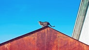 Zu sehen ist eine Katze, die auf einem rostigen Dach steht und in den blauen Himmel schaut. © oxygen2608 / photocase.de Foto: oxygen2608
