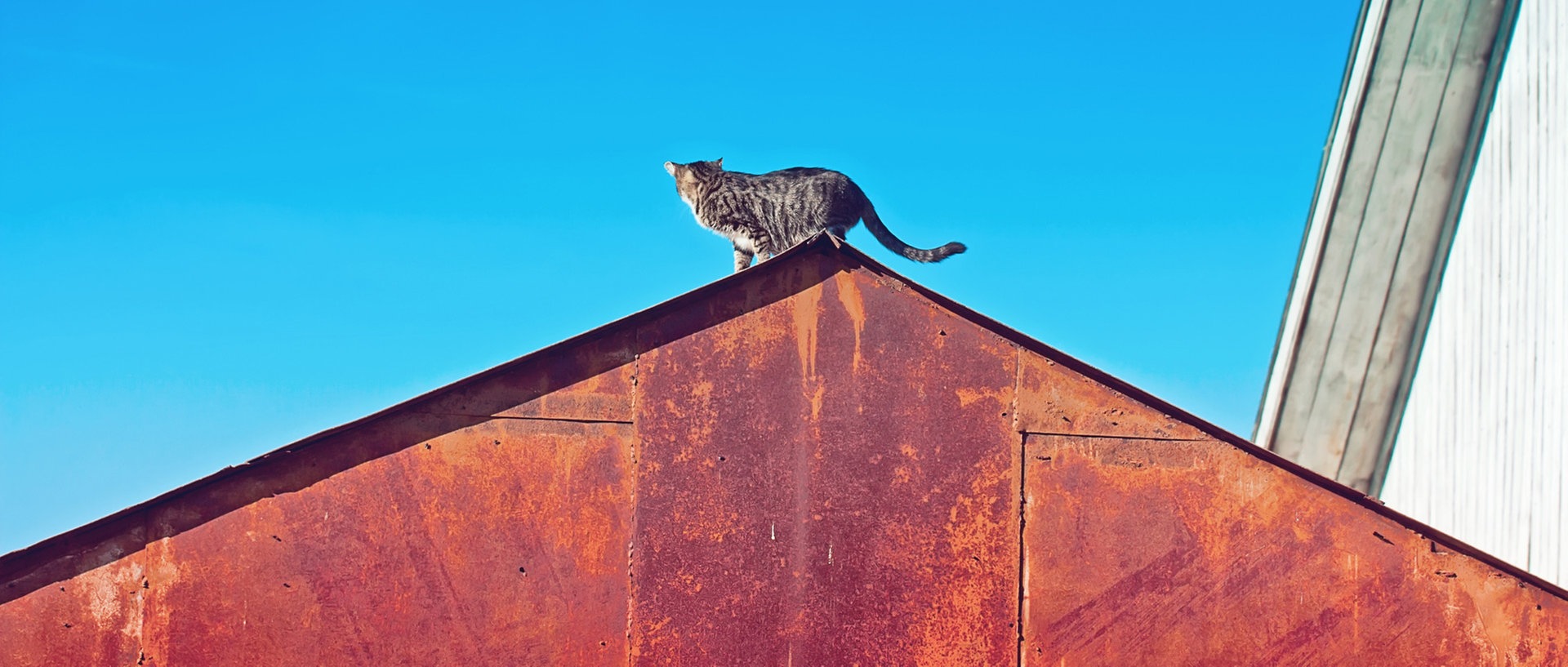 Zu sehen ist eine Katze, die auf einem rostigen Dach steht und in den blauen Himmel schaut., © oxygen2608 / photocase.deFoto: oxygen2608