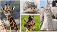 Die Fotomantagen zeigen die Gesichter von Katzen als Lamas und Igel. © https://www.instagram.com/koty_vezde/ Foto: https://www.instagram.com/koty_vezde/