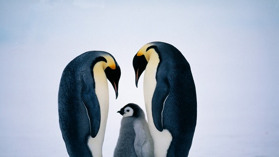 Zu sehen ist eine Kaiserpinguin-Familie. ©  picture alliance / WILDLIFE Foto:  WILDLIFE/D.Tipling