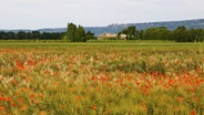 Zu sehen ist ein Mohnfeld bei Roussillon in der Provence. © imageo/imagebroker Foto: imagebroker