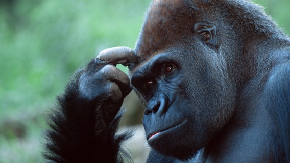 Ein Gorilla kratzt sich am Kopf. © picture alliance / Arco Images GmbH Foto: P. Wegner