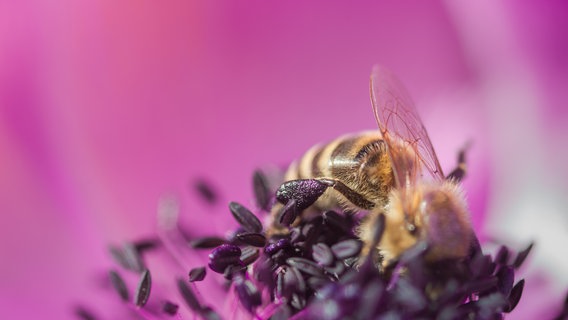 Eine Biese sammelt Pollen auf einer Blüte  Foto: salvia77