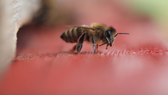 Eine Biene in Nahaufnahme. © picture alliance/Soeren Stache/dpa-Zentralbild/ZB Foto: Soeren Stache