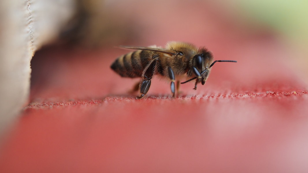 11 Dinge Die Ihr Noch Nicht Uber Bienen Wusstet N Joy Leben
