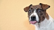 Ein junger Hund "streckt" die Zunge raus. © picture alliance/chromorange Foto: CHROMORANGE / Frank Marten