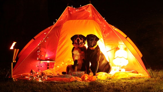 Zu sehen sind zwei Hunde in einem Zelt. © GloryaJ / photocase.de Foto: GloryaJ