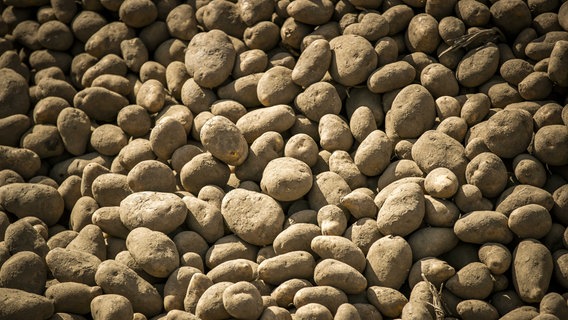 Viele Kartoffeln auf einem Haufen. © picture alliance / ANP Foto: "Remko de Waal"