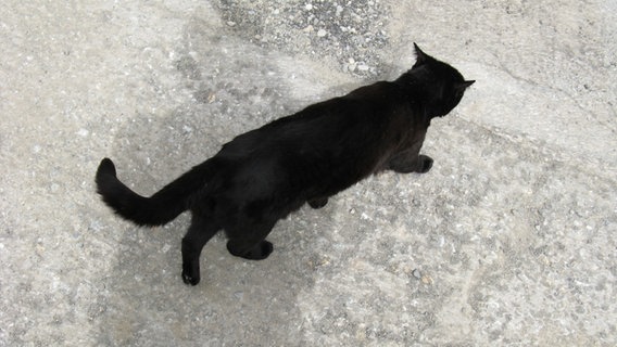 Eine schwarze Katze kommt von links. © bwahlers / photocase.de Foto: bwahlers / photocase.de