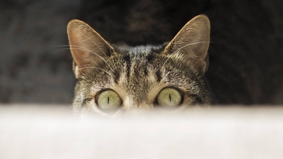 Eine Katze beobachtet etwas. © imago/Westend61 Foto: Westend61