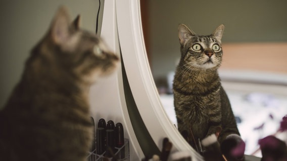 Eine Katze schaut in den Spiegel. © imago/Westend61 Foto: Westend61