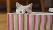 Katze guckt aus einer Kiste hervor. © picture alliance / blickwinkel Foto: H. Schmidt-Roeger