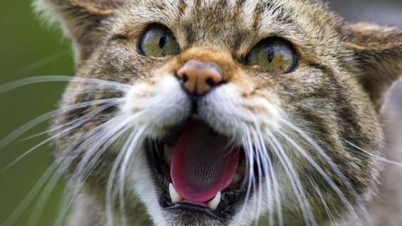 Eine aggressive Wildkatze ©  Photoshot / picture alliance 
