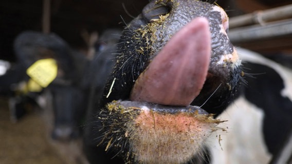 Eine Kuh streckt ihre Zunge Richtung Kamera raus. © imago/Martin Wagner Foto: Martin Wagner