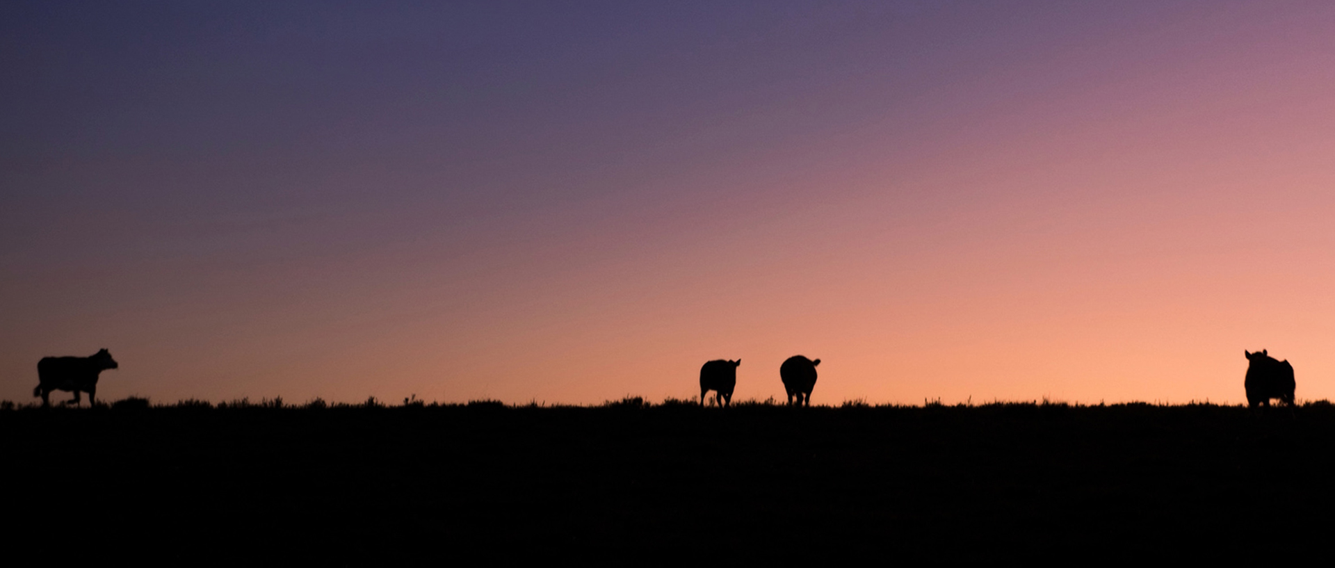 Im Hintergrund geht die Sonne unter, während auf dem Deich Tiere grasen., © Catalenca / photocase.de