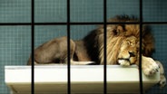 Ein Löwe liegt in einem Käfig. © kallejipp / photocase.de Foto: kallejipp