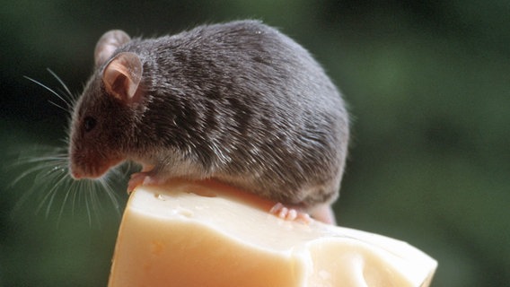 Eine Maus sitzt auf einem Käsestück © dpa - Bildarchiv 
