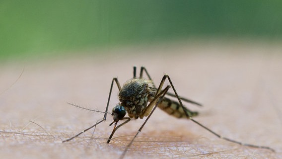 Eine Mücke sitzt auf einem Arm. © picture alliance/Patrick Pleul/zb/dpa Foto: Patrick Pleul