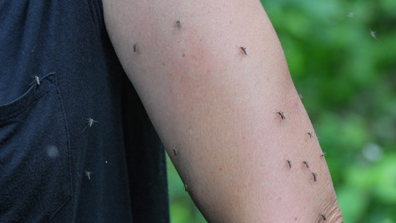 Viele Mücken sitzen auf einem nackten Arm. © picture alliance/Patrick Pleul/dpa-Zentralbild/dpa Foto: Patrick Pleul