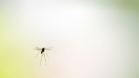 Zwei Mücken fliegen vor einer hellen Lichtquelle. © gernot1610 / photocase.de Foto: gernot1610 / photocase.de