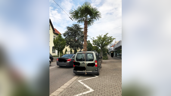 Eine über vier Meter hohe Palme ragt aus dem Dach eines Autos. © picture alliance/Polizeiinspektion Saarlouis/dpa 