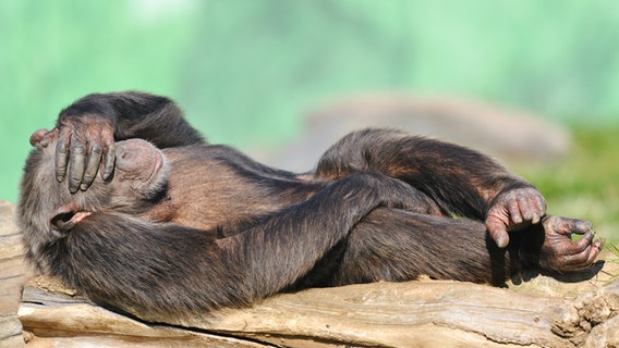 Ein Schimpanse liegt mit der linken Hand vor den Augen auf einem Baumstamm. © picture-alliance/ dpa Foto: Uwe Anspach