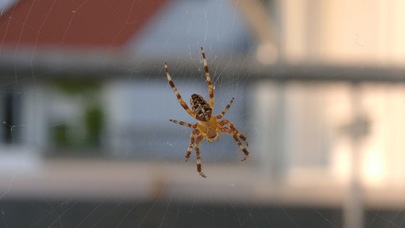 Eine Spinne sitz in einem Spinnennetz, im Hintergrund ist ein Haus zu sehen. © dr.DEATH / photocase.de Foto: dr.DEATH / photocase.de
