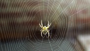 Eine Spinne sitzt in ihrem Netz. © Jürgen W / photocase.de Foto: Jürgen W / photocase.de