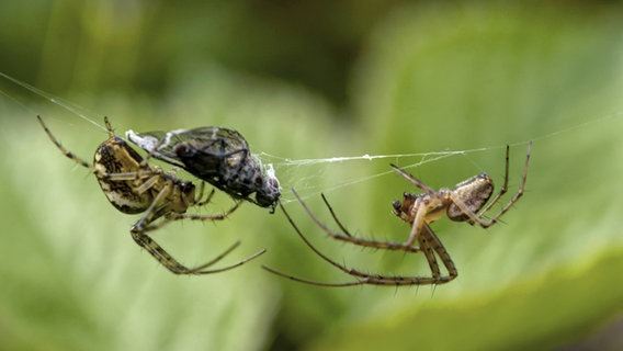 Zwei Spinnen und ihre Beute in einem Spinnennetz. © picture alliance / blickwinkel Foto: S. Derder