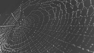 Ein Spinnennetz mit Wassertropfen. © helen / photocase.de Foto: helen / photocase.de