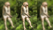 Gewinner des Comedy Wildlife Photography Awards 2021: Ein Affe in einer misslichen Lage. © Ken Jensen / Comedy Wildlife Photo Awards 2021 Foto: Ken Jensen / Comedy Wildlife Photo Awards 2021