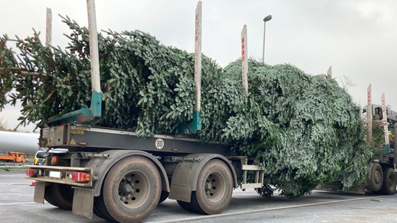 Polizei-Foto: Ein Weihnachtsbaum auf einem Sattelzug. © Polizeidirektion Flensburg 
