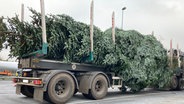 Polizei-Foto: Ein Weihnachtsbaum auf einem Sattelzug. © Polizeidirektion Flensburg 