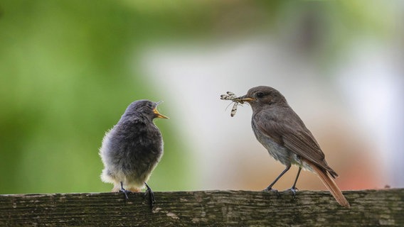 Ein Vogel fütter sein Junges © picture alliance / blickwinkel Foto: A. Hartl