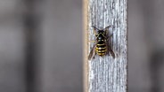 Eine Wespe sitzt auf einem Pfeiler. © Foxi66 / photocase.de Foto: Foxi66 / photocase.de