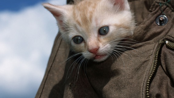 Ein Katzenbaby guckt aus einer Winterjackentasche raus. ©  picture alliance / Arco Images GmbH 